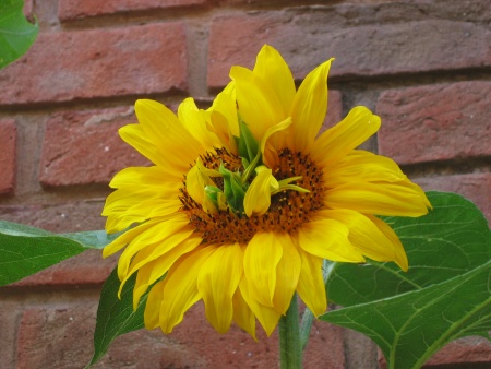 Deformed Sunflower